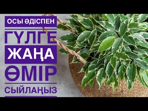 Видео: ФИКУС БЕНДЖАМИН ГҮЛІН ДҰРЫС КЕСІҢІЗ. 1-бөлім