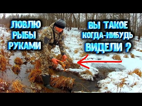 Видео: ✔ НАЛОВИЛ РЫБЫ РУКАМИ Вы такое когда нибудь видели?