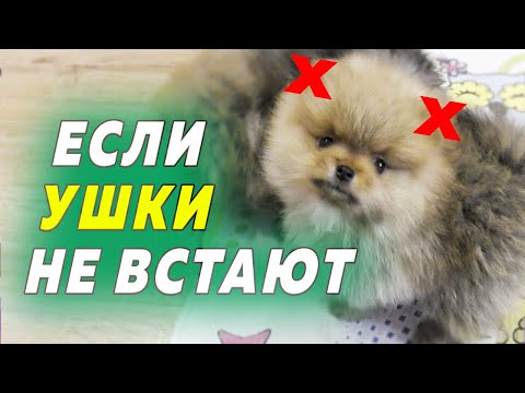 Видео: Щенкам шпица 48 дней. Если ушки не встают. Хрупкий Малыш с крепким характером. О продаже щенков