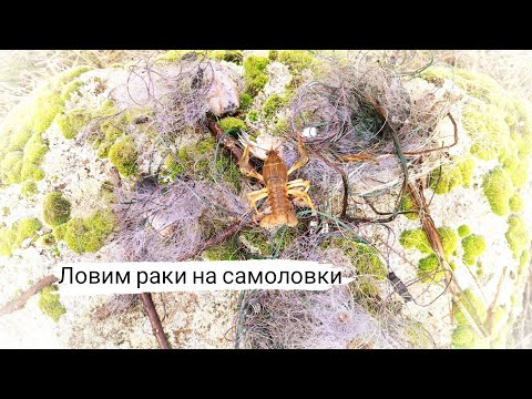 Видео: Как ловить раки зимой? Тестируем новую снасть для ловли раков! Ставлю самоловки на раков!