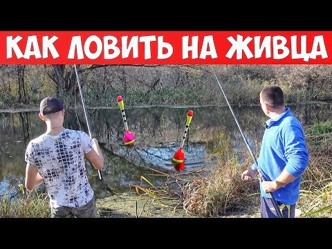 Видео: РЫБАЛКА на ЖИВЦА с ПОПЛАВКОМ или КАК ЛОВИТЬ на ЖИВЦА ОКУНЯ и ЩУКУ