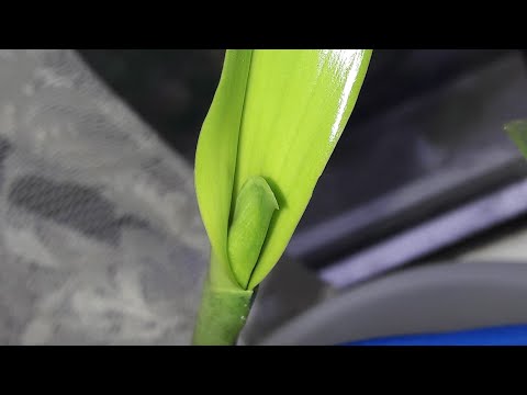 Видео: Каттлея. УХОД. От реанимации до цветения!!!  чехол!!!!Ч.6