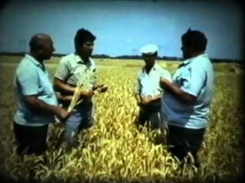 Видео: с. Новоандреевка, колхоз "Родина" (1990) ч.1