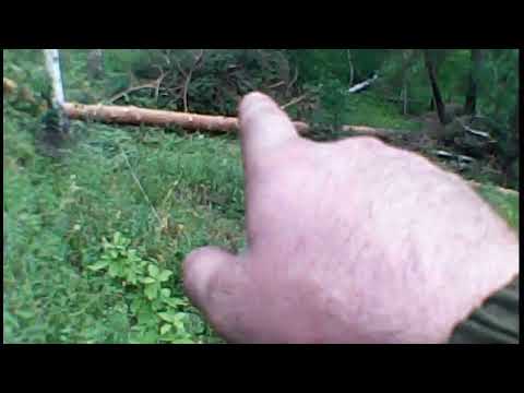 Видео: Трелюю лес на газ 66 + лебёдка