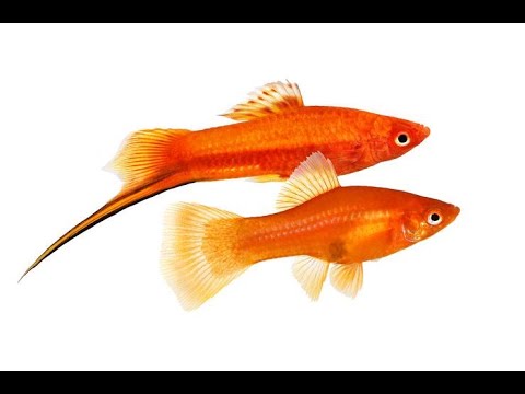 Видео: Меченосцы меняют пол(самка становится самцом)