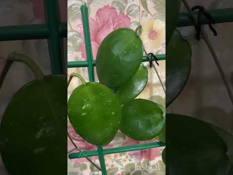 Видео: Hoya parasitica black edge 💚 #hoya #хойя 