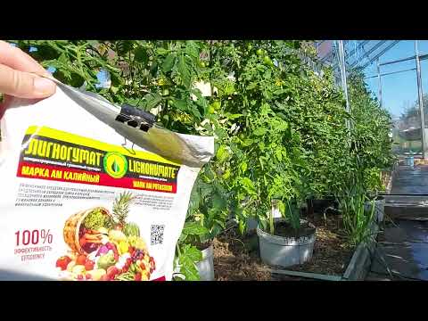 Видео: Подкормки томатов на июнь!