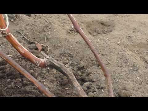 Видео: Виноград. Обрезка жирующего куста  осенью.