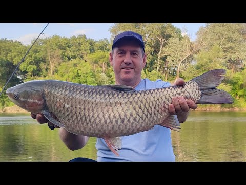 Видео: Бешеный клев Амура на Хопре