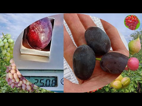 Видео: @Гігант виноград. Каталог саджанців.Осінь 2025. Ч 6