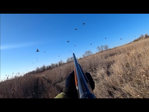 Видео: Столько фазана можно найти только раз в жизни! А что делать в такой ситуации???