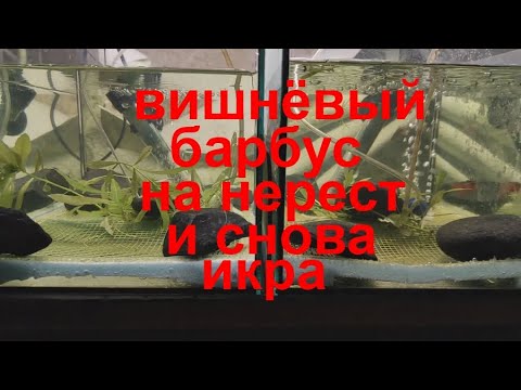 Видео: Вишнёвые барбусы на нерест...