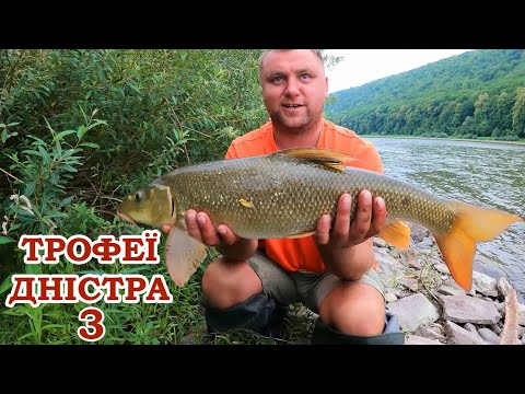 Видео: Оце Трофей. Рибалка На Дністрі з Ночівлею