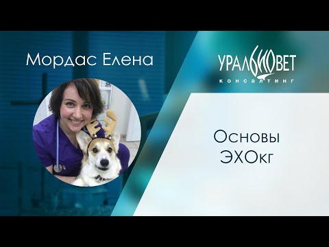 Видео: Основы ЭХОкг. Мордас Елена #убвк_кардиология #убвк_инструментальная_диагностика