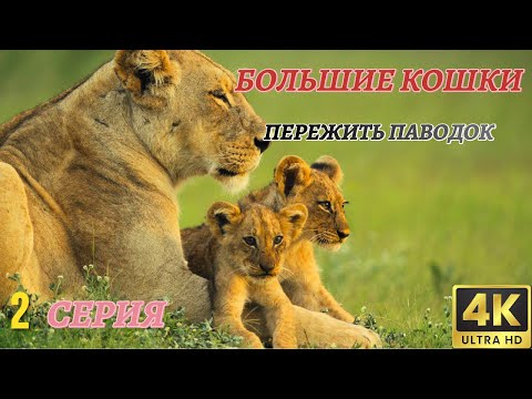 Видео: Мир Дикой Природы. Большие Кошки. Документальный Фильм 4K. 2 серия из 2