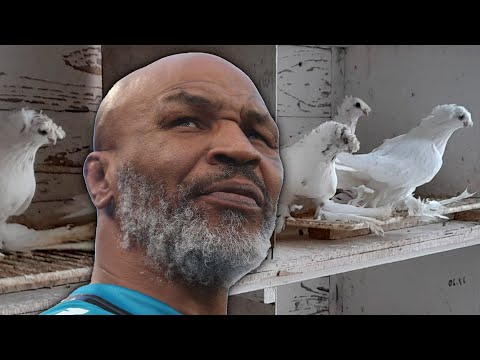 Видео: 24 часа с дорогими голубями. Двухчубые голуби. Tauben. Pigeons. Palomas. Pombos. 비둘기. کبوترها.