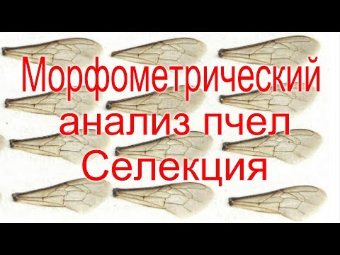 Видео: Морфометрический анализ пчел с помощью программы Flügel-Index и цифрового микроскопа/Емец Ярослав