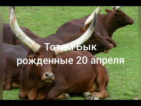 Видео: Тотем Бык рождённые 20 апреля