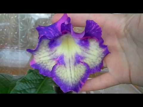 Видео: Это надо видеть!!!Цветут....цветут...и цветут мои Стрептокарпусы!