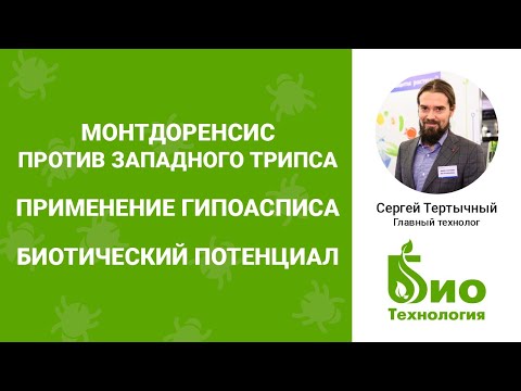 Видео: Контроль Западного трипса с помощью Монтдоренсиса. Как применять Гипоасписа, Биотический потенциал