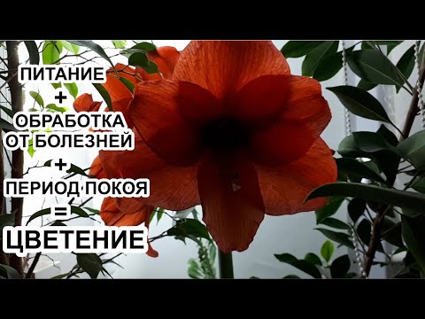 Видео: ТРИ правила - и цветение ГИППЕАСТРУМА обеспечено! Подробно о цветении гиппеаструма