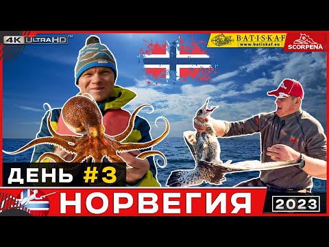 Видео: Поймали осьминога и чайку на морской рыбалке в Норвегии.Подводная охота в Норвегии день 3