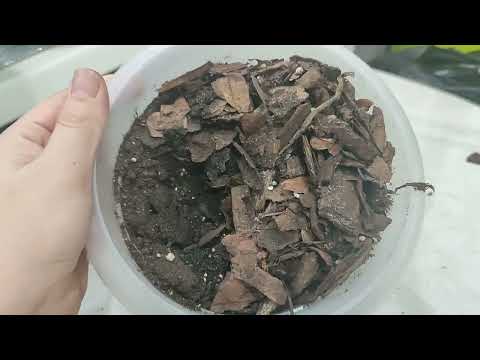 Видео: Как правильно пересадить орхидею. Основные ошибки