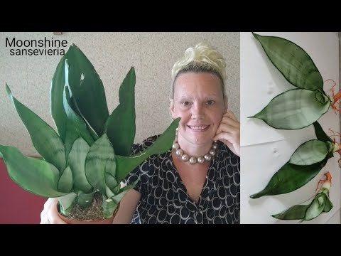 Видео: Новинка- низкорослая сансевиерия Муншайн. Пересадка сансевиерии после покупки #сансевиерия