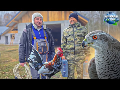 Видео: Ястреб поселился на нашем хуторе. Хозкомплекс построен, а электричества в нём не было