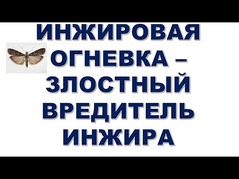 Видео: Инжировая огневка - злостный вредитель инжира. Начинается массовый лет. Как спасти урожай инжира?