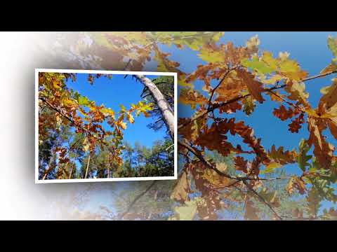 Видео: Жовтневе небо