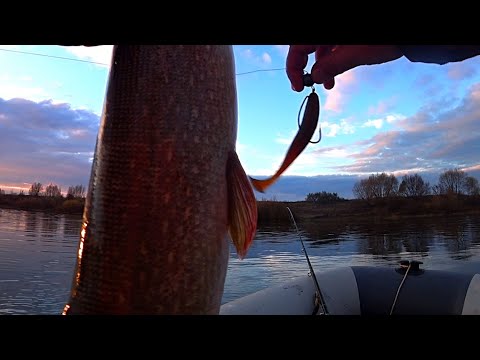 Видео: Хорошая щука на первом забросе! Рыбалка на джиг! Рыбалка на Оке!