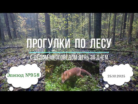 Видео: Прогулки по лесу. День за днем с дедом Многоведом. 25 октября 2025г. Эпизод 958.