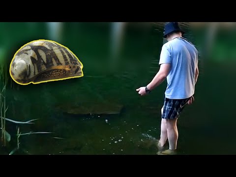 Видео: Неимоверный улов улиток теодоксусов!