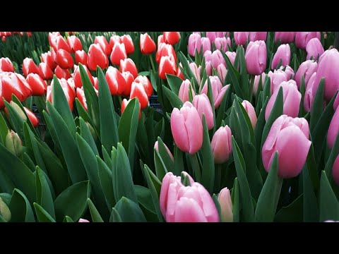 Видео: Выгонка тюльпанов к 8 марта. Обзор сортов.