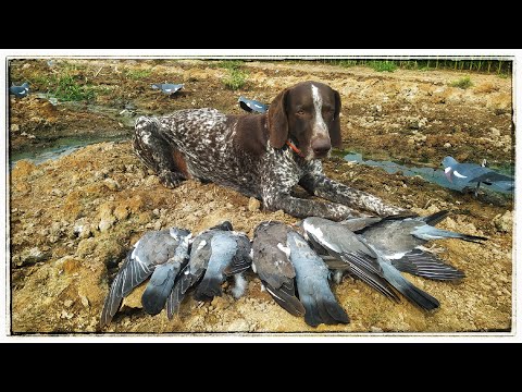 Видео: Охота на голубя (Вяхиря) с профилями!