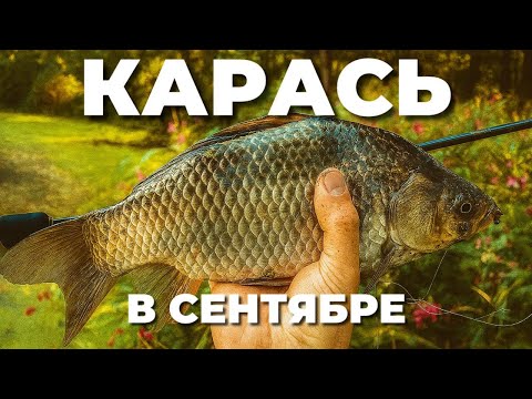 Видео: ЛОВЛЮ ТОЛСТЫХ КАРАСЕЙ в сентябре! Осенняя рыбалка на МОРМЫШИНГ И МИКРОДЖИГ.