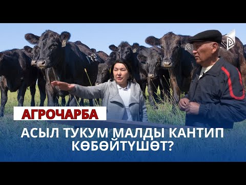 Видео: Асыл тукум малды кантип көбөйтүшөт? | АГРО ЧАРБА көрсөтүүсү