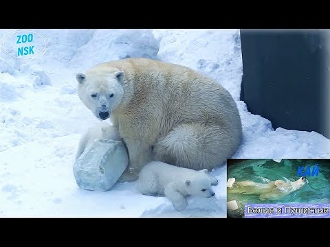 Видео: Мама-медведица с медвежатами и папа-медведь
