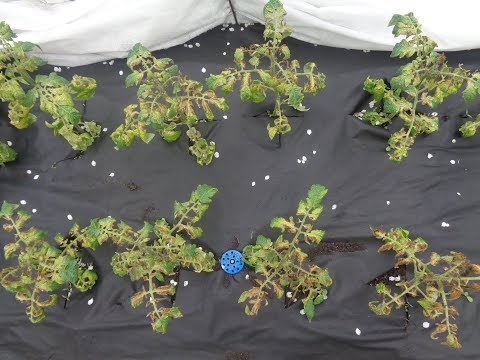 Видео: КАК УСКОРИТЬ ВОССТАНОВЛЕНИЕ 'ПОДМЕРЗШИХ" ТОМАТОВ? Ольга Чернова.