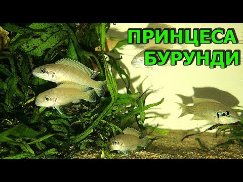 Видео: Принцесса Бурунди! Первая рыбка в оформленном аквариуме