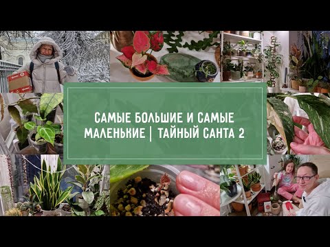 Видео: Самые БОЛЬШИЕ и самые МАЛЕНЬКИЕ РАСТЕНИЯ в коллекции и ТАЙНЫЙ САНТА 2