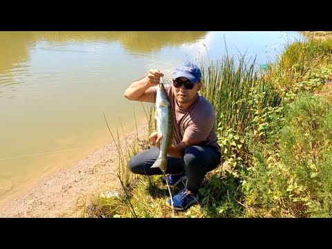 Видео: Судак, язь, лещь, карась, рыбалка понеслась! Рыбное ассорти