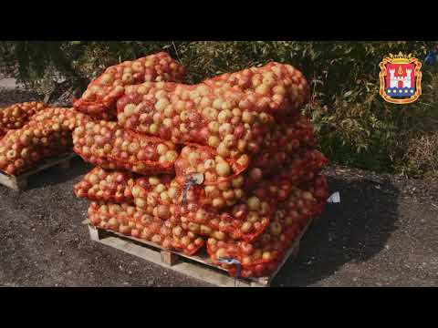 Видео: Ждут урожай в 1500 тонн яблок в саду в Полесском районе