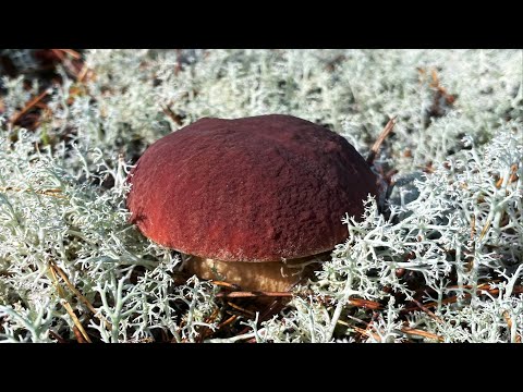 Видео: ЭТО СЕВЕР! Грибы Архангельской области