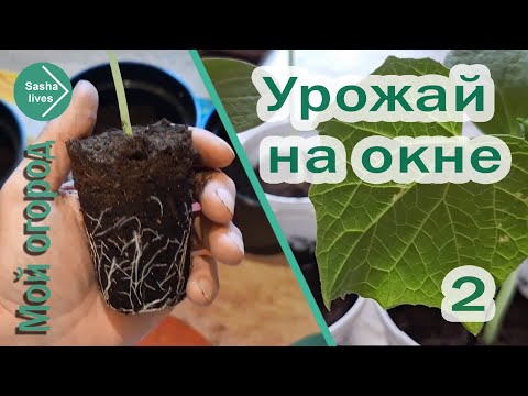 Видео: Выращиваю огурцы дома. Рассада