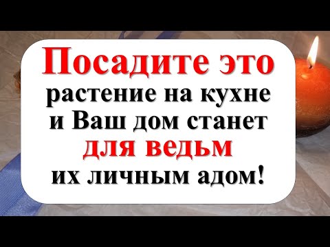 Видео: Посадите это растение на кухне и Ваш дом станет для ведьм их личным адом! Врагам - все зло вернется