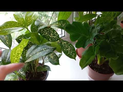 Видео: 190. Цветы. Топ-10 моих растений мая 2023 года.