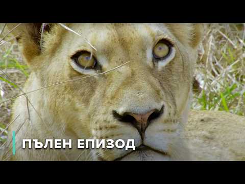 Видео: Хищник срещу плячка: Хранителната верига на африканската савана | Звезди на дивата природа 105