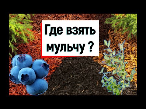 Видео: Мульча для голубики. Где достать и сколько стоит.